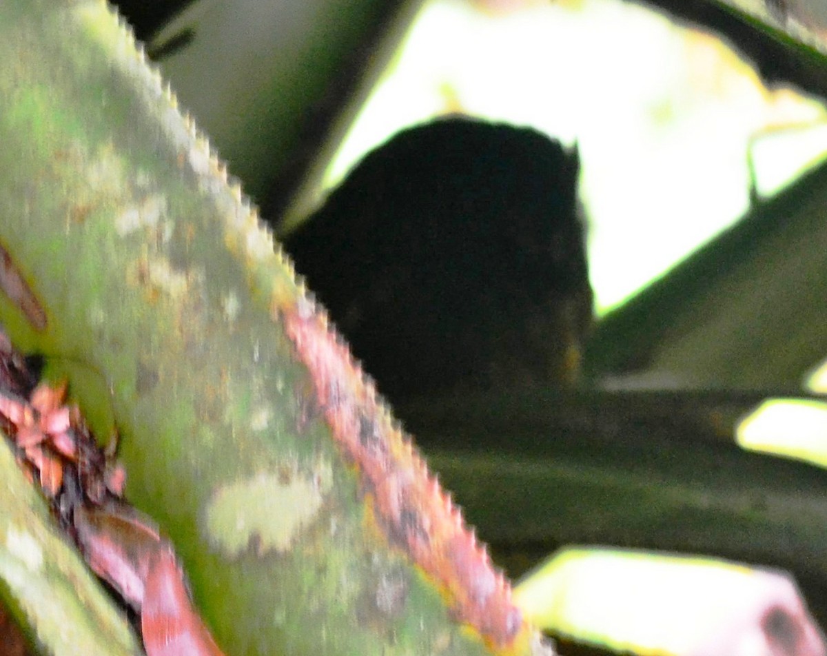 výreček proměnlivý (ssp. rutilus) - ML391036541