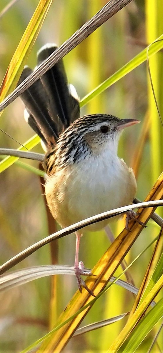 Indian Grassbird - Ashish Loya