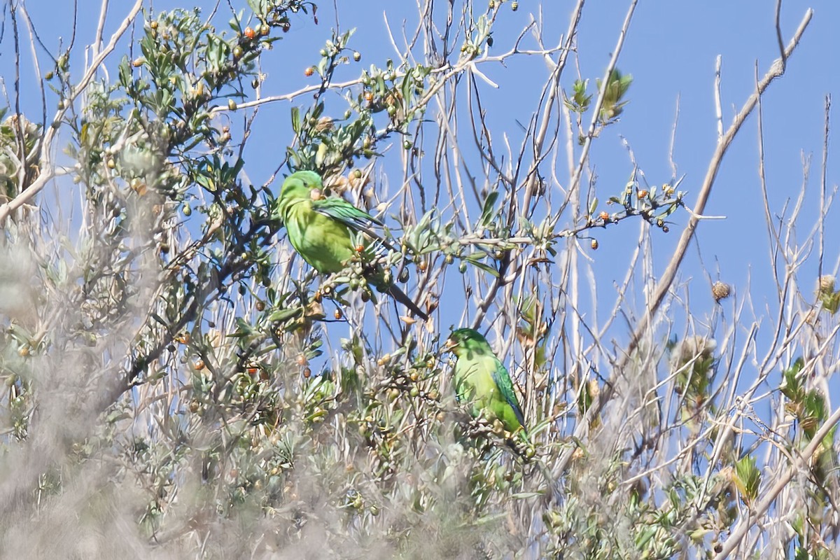 Mountain Parakeet - ML391037771