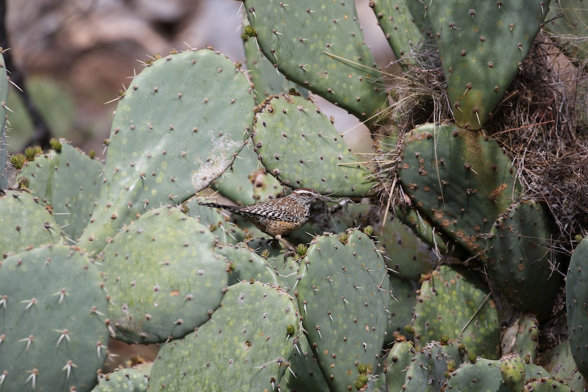 Troglodyte des cactus - ML391037821