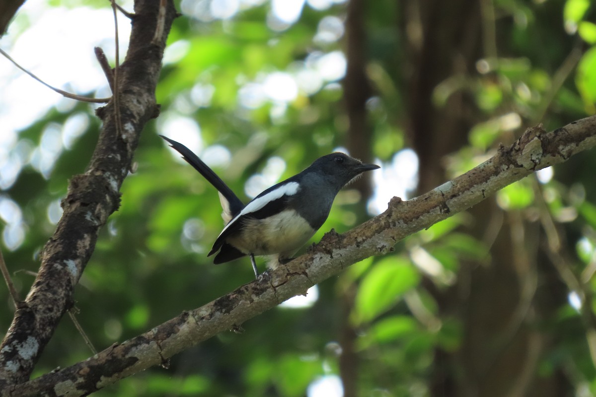 Philippine Magpie-Robin - ML391037831