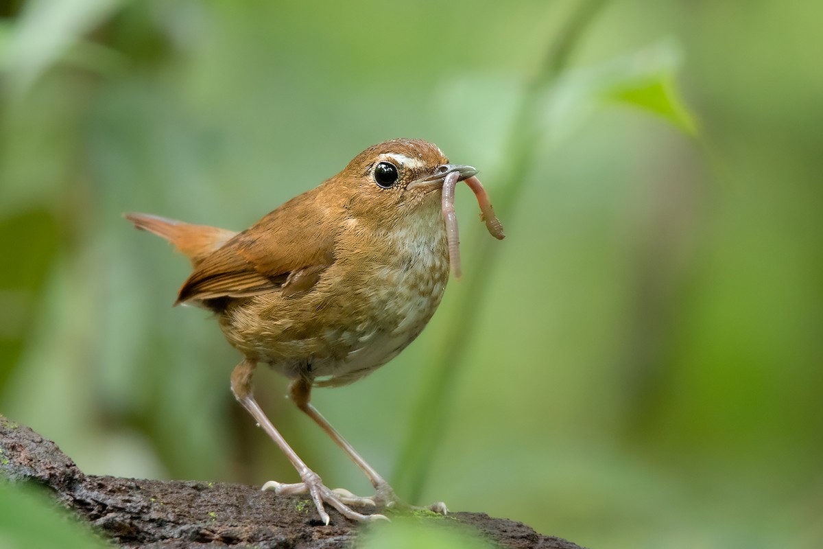 Lesser Shortwing - Ayuwat Jearwattanakanok