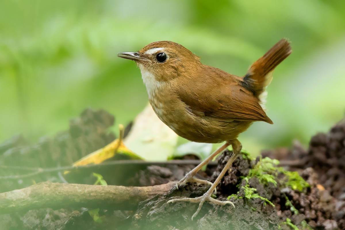 Lesser Shortwing - Ayuwat Jearwattanakanok