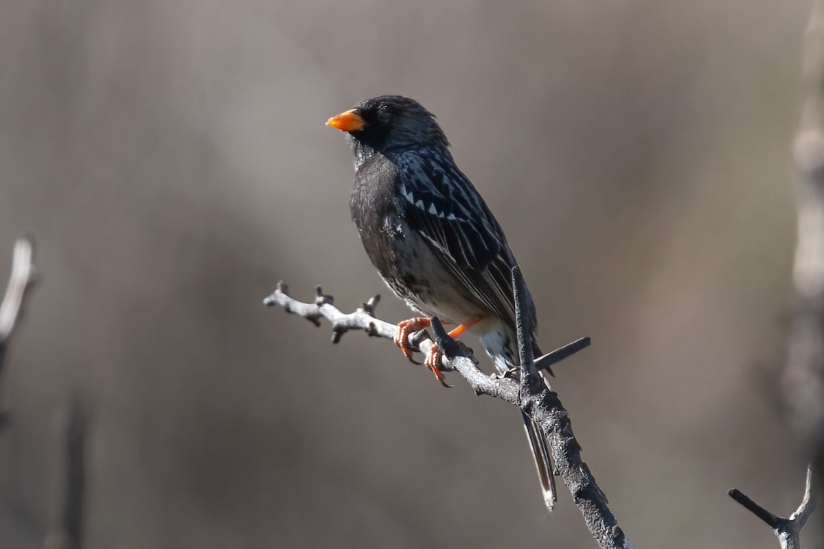 Mourning Sierra Finch - ML391038171