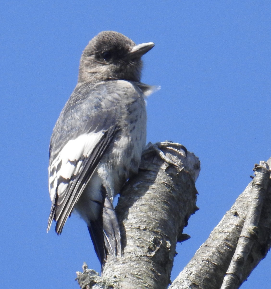 Red-headed Woodpecker - inga schmidt