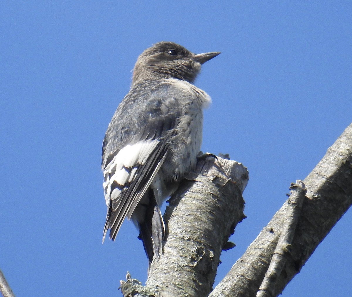 Red-headed Woodpecker - ML391039291