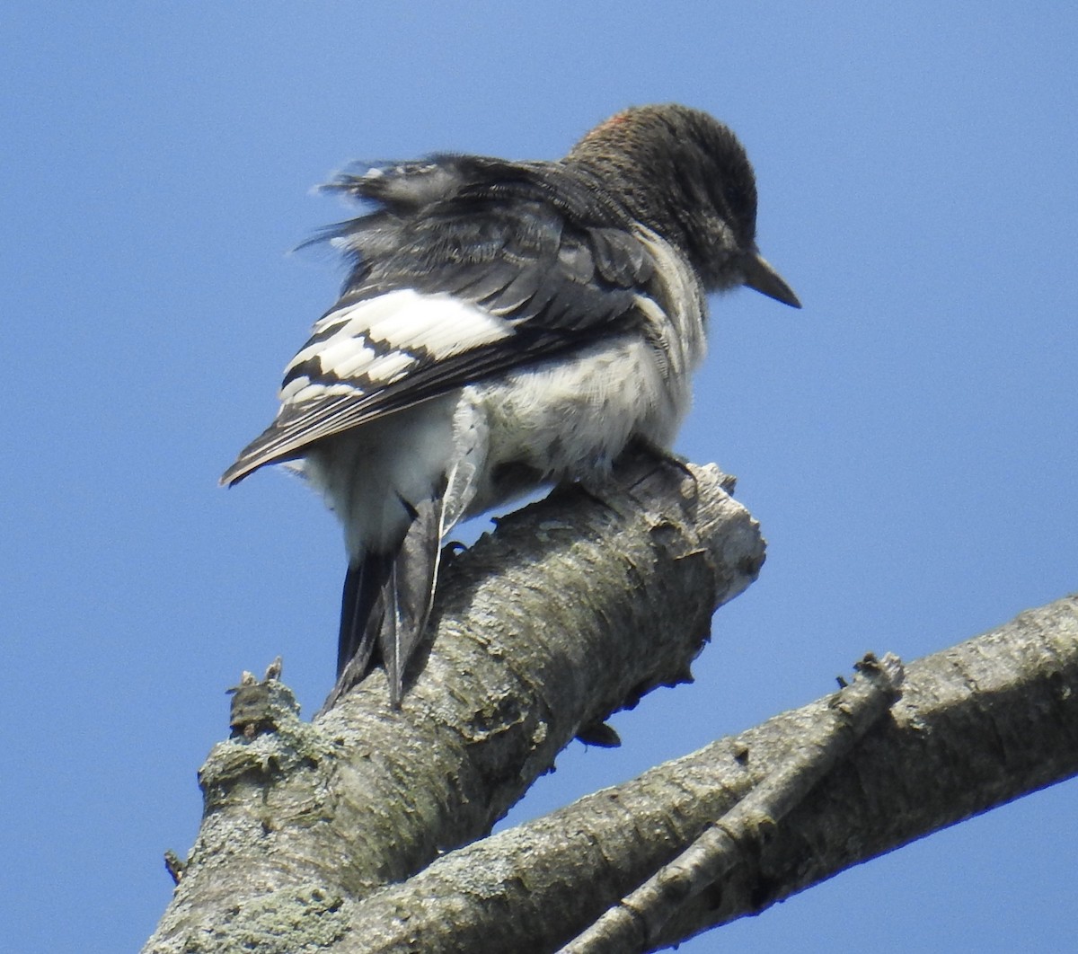 ズアカキツツキ - ML391039411