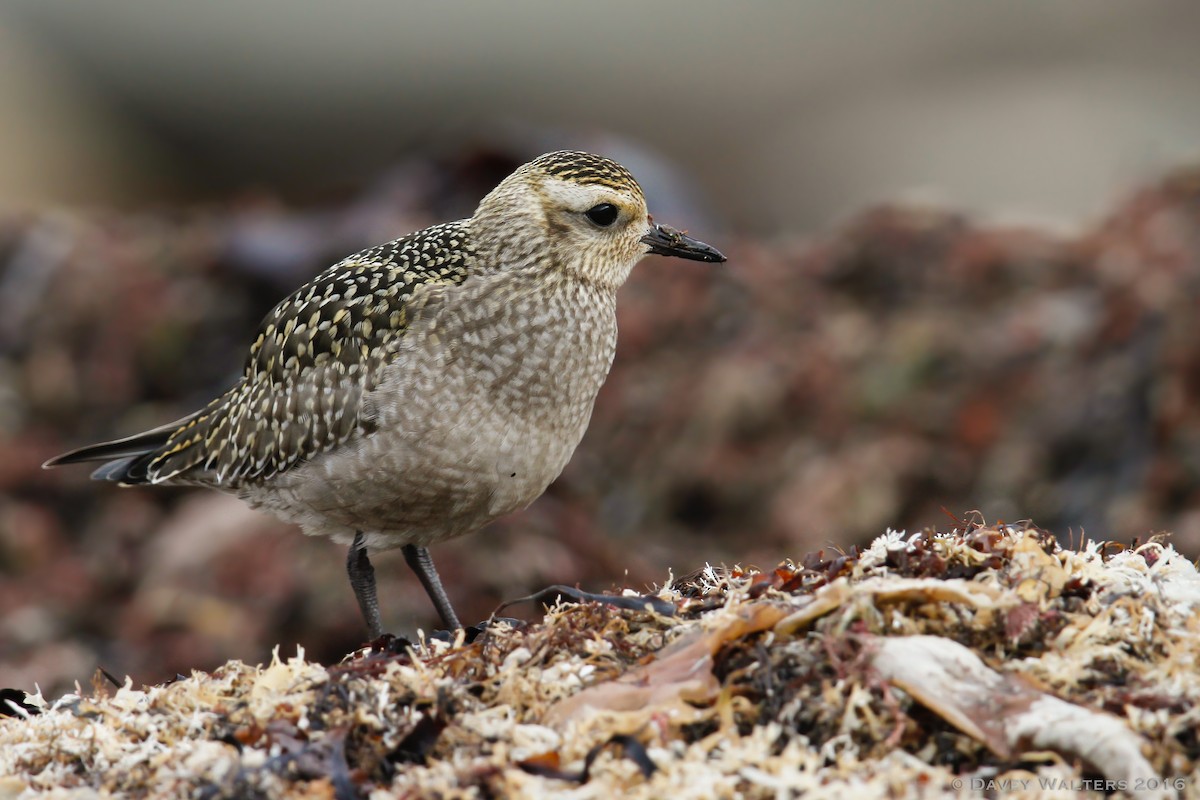 American Golden-Plover - ML39104021