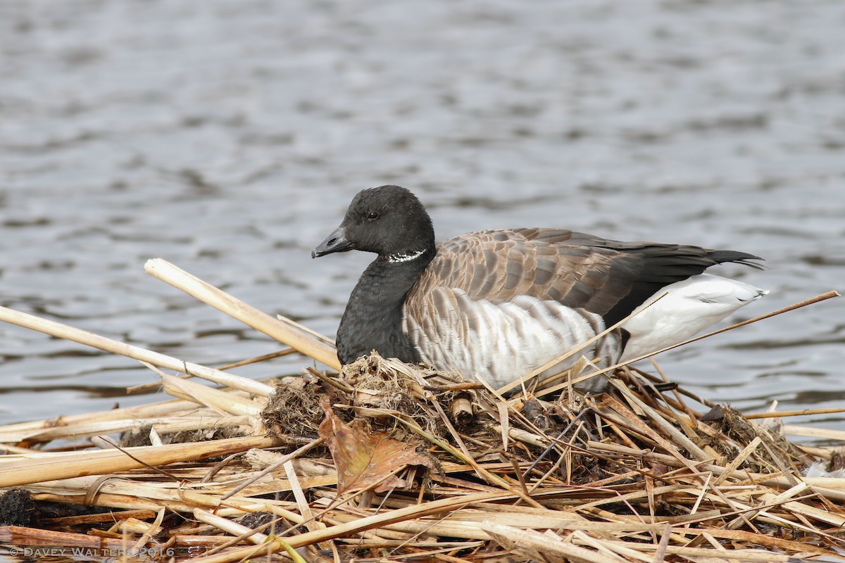 Brant (Atlantic) - ML39104141