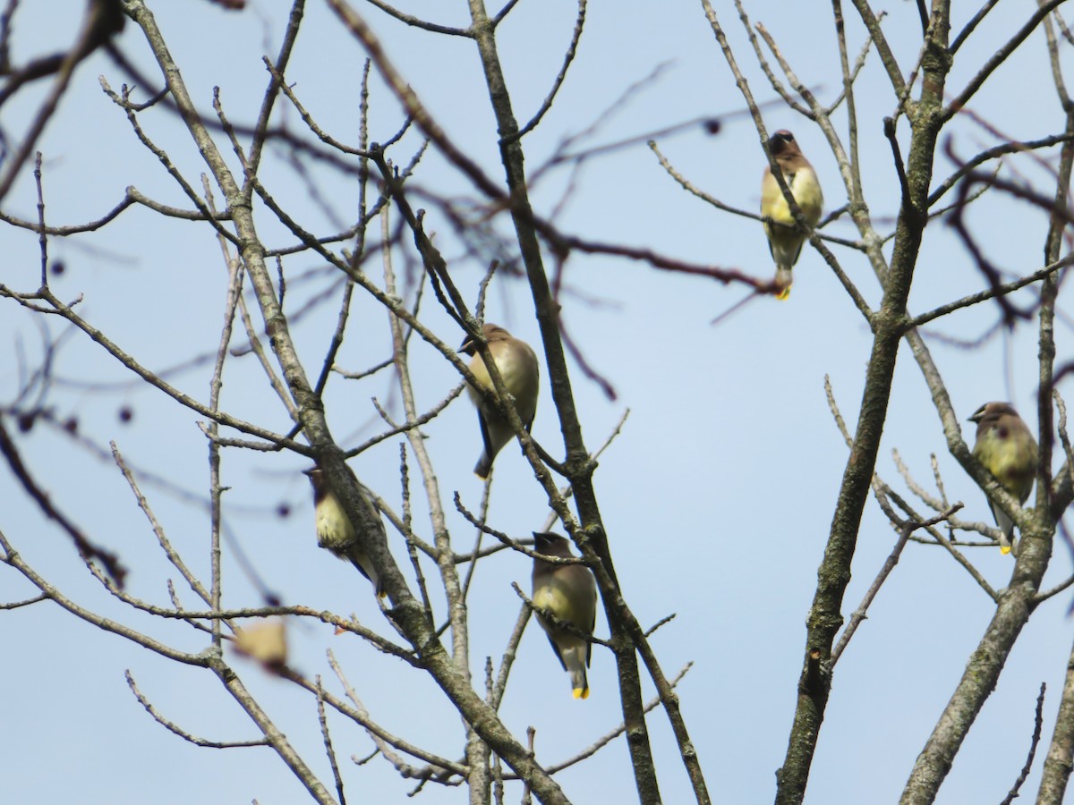 Sedir İpekkuyruğu - ML391043361