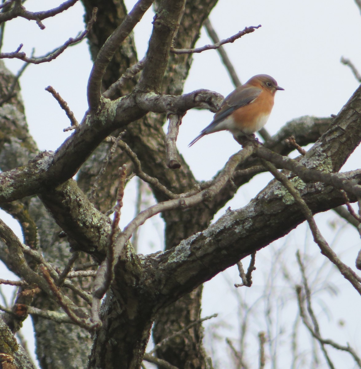 Doğulu Mavi Ardıç - ML391043701