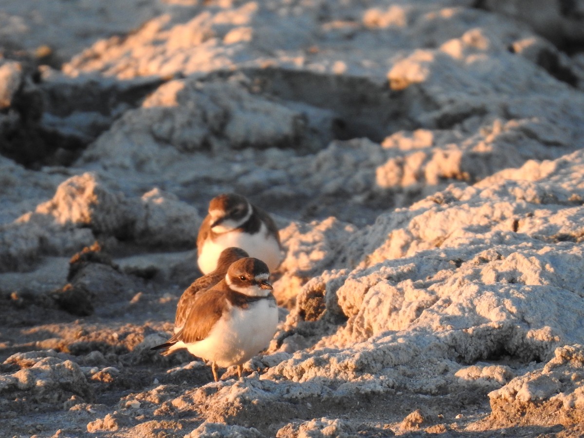 Semipalmated Plover - ML391044601