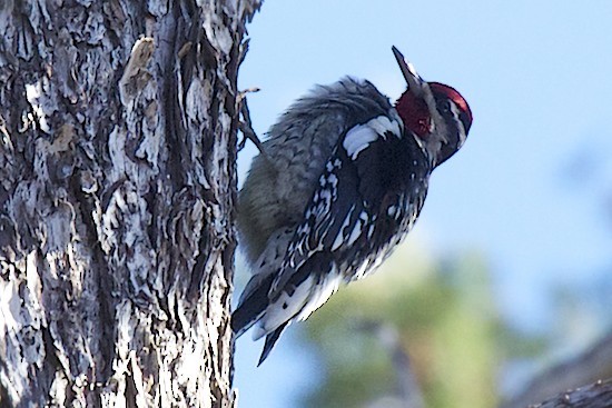 Red-naped Sapsucker - ML39104771