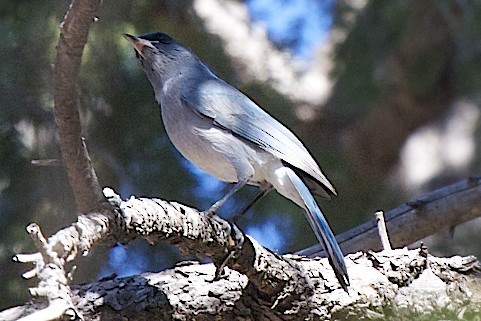 Mexican Jay - ML39104841