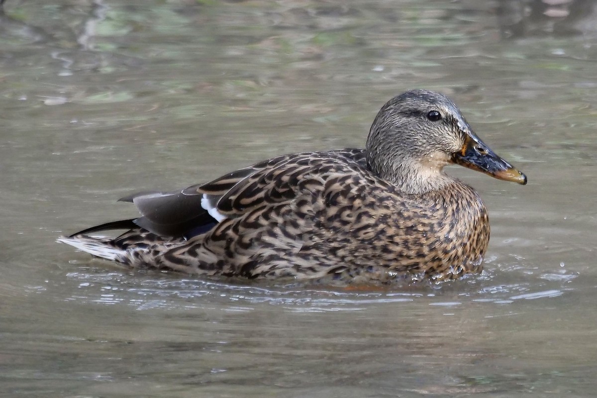 Canard colvert - ML391048531