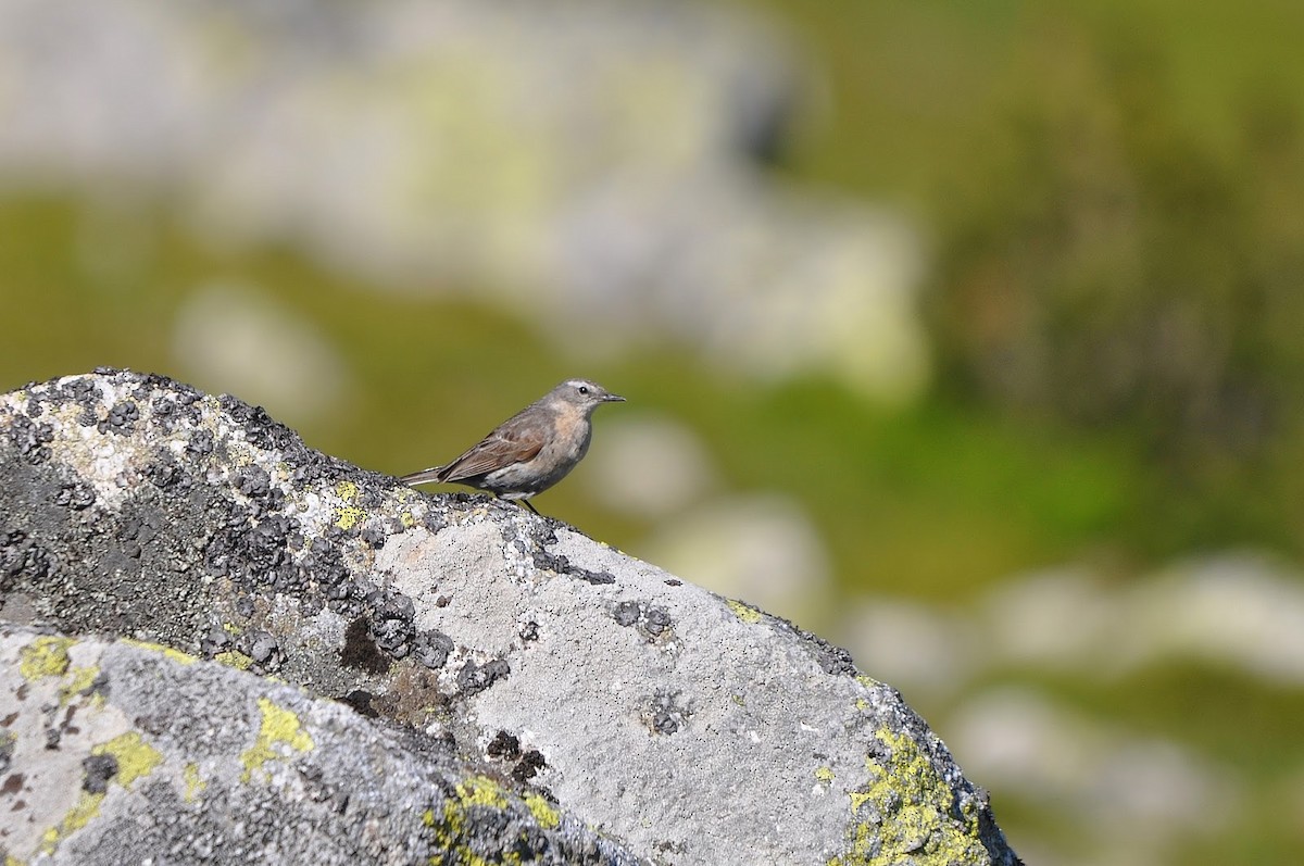 Water Pipit - ML391049021