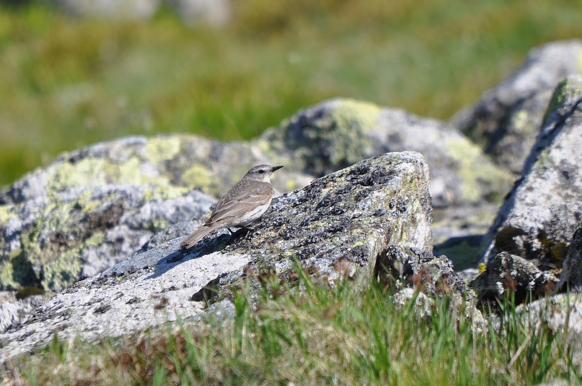 Water Pipit - ML391049031