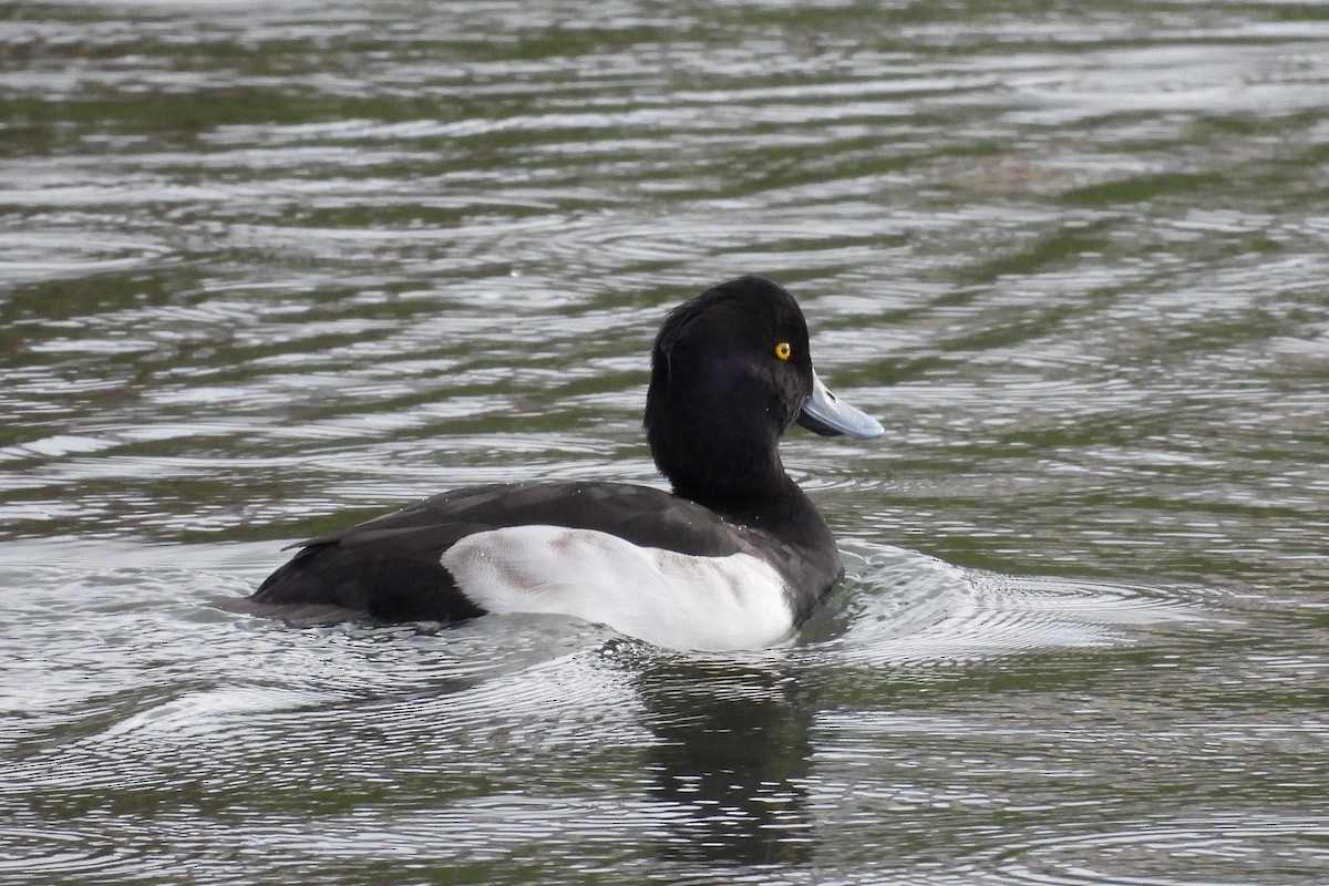 Tufted Duck - ML391051531
