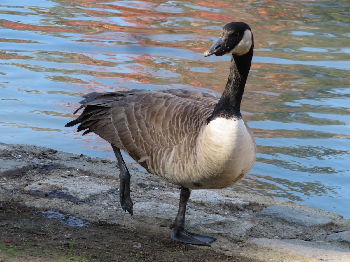 Canada Goose - ML391054981