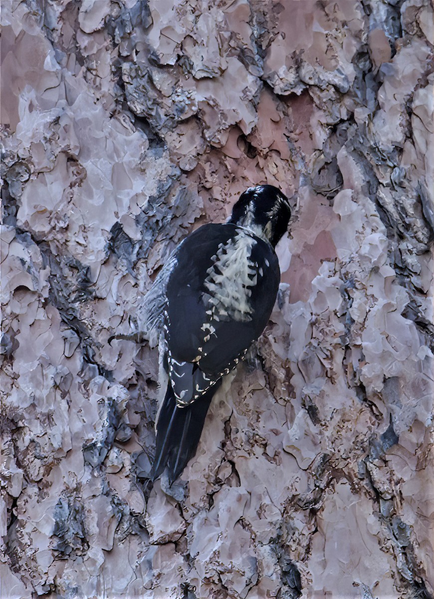 American Three-toed Woodpecker - Jim Stasz