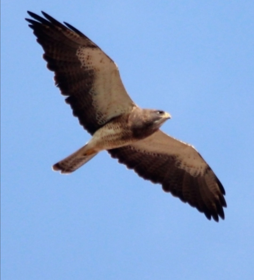 Swainson's Hawk - Paul 🐈🔭🦜 Rodríguez @elpuma
