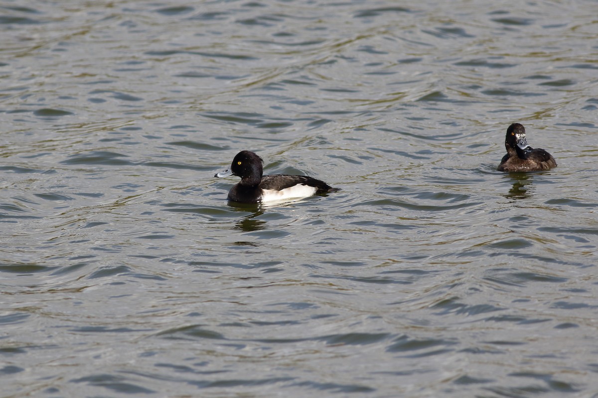 Tufted Duck - ML391056751