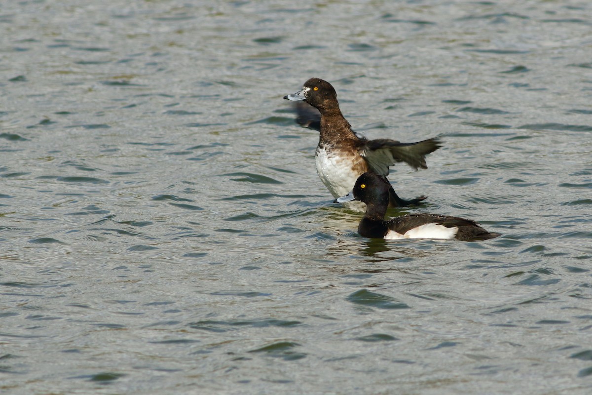 Tufted Duck - ML391056821