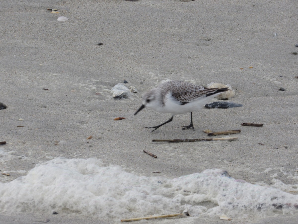 Sanderling - ML391056871