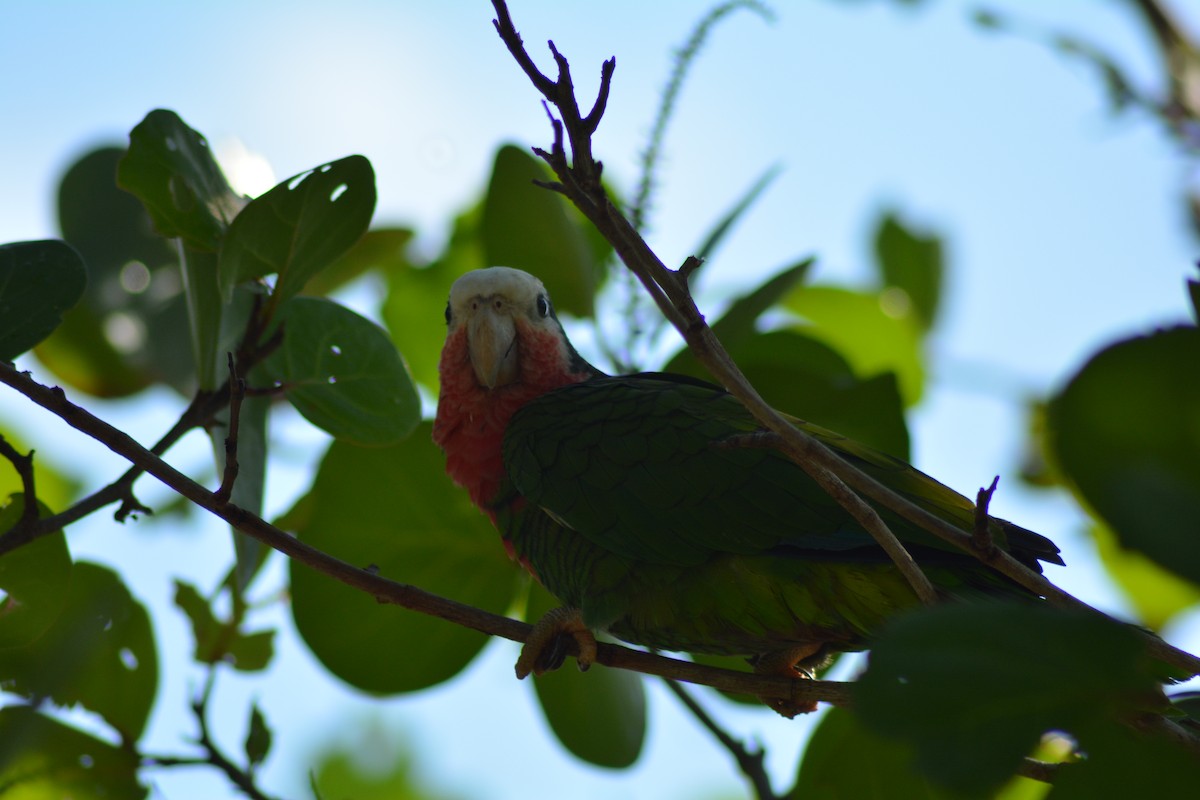 Cuban Parrot - ML39105761