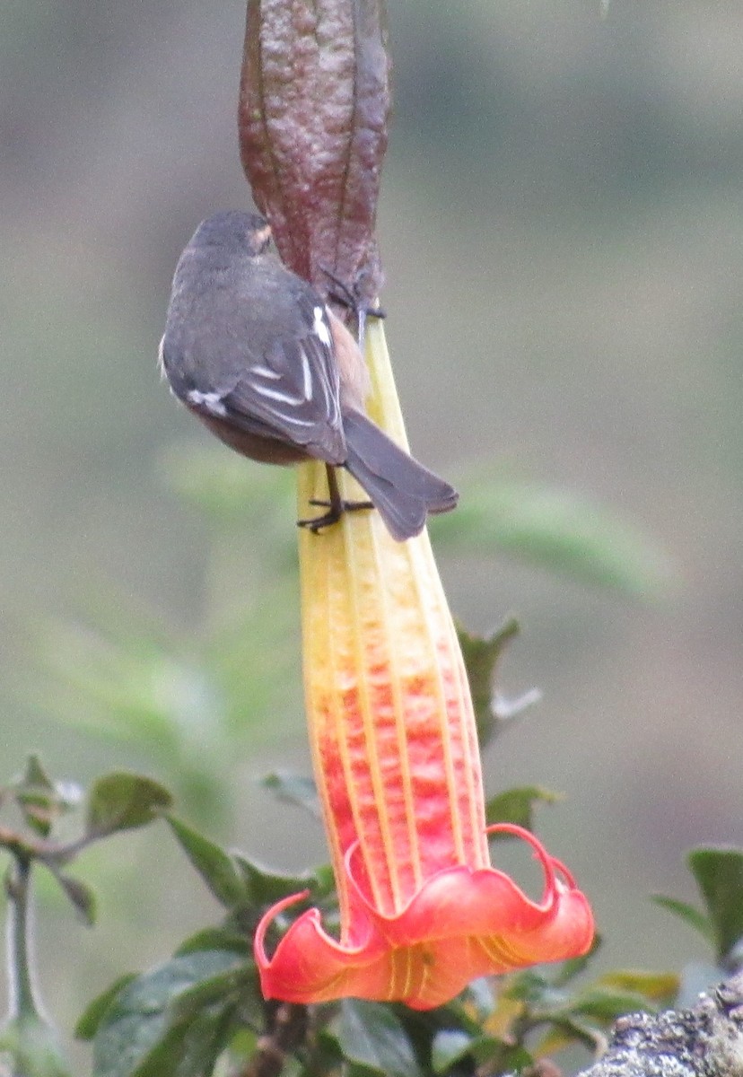 Cinereous Conebill - ML391058611