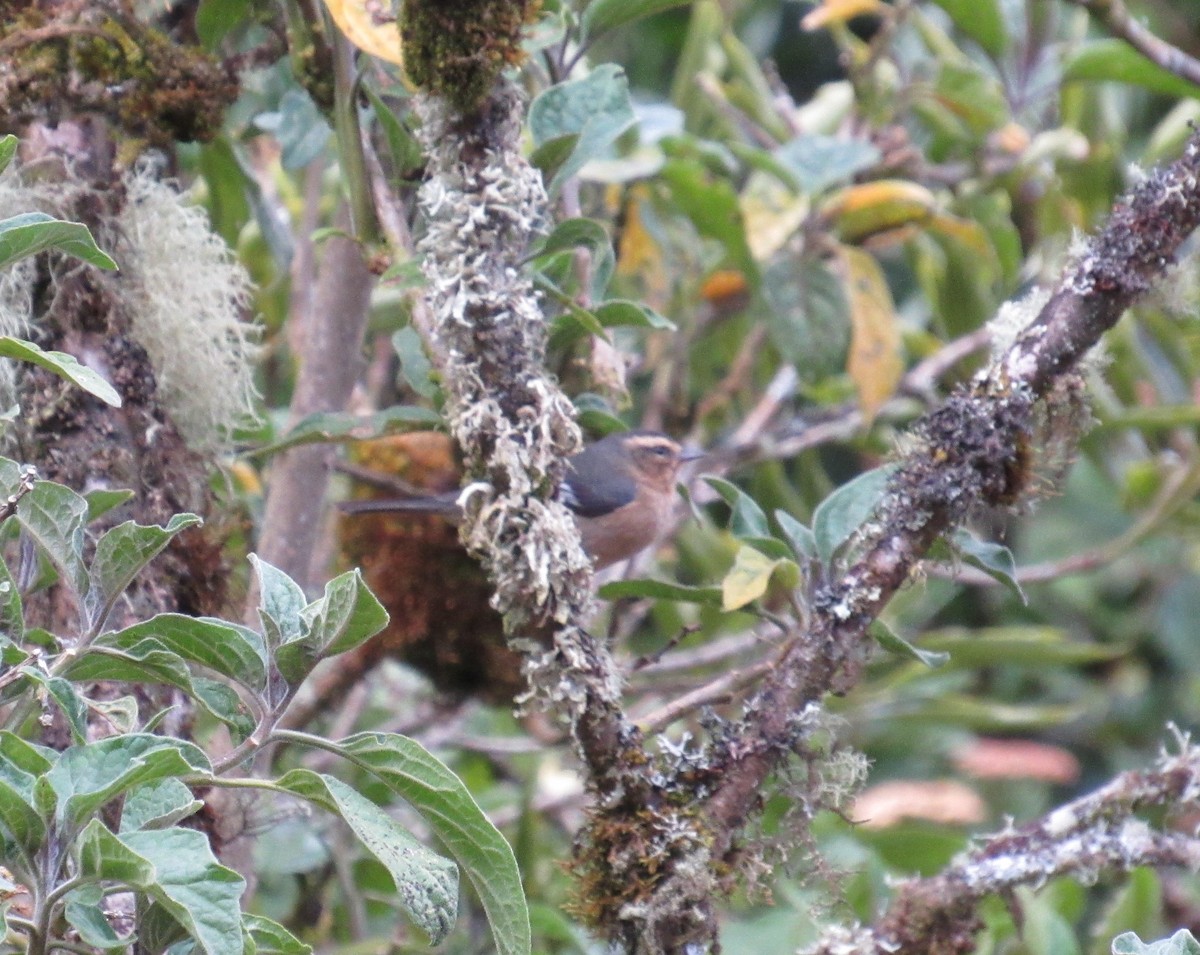 Cinereous Conebill - ML391058621