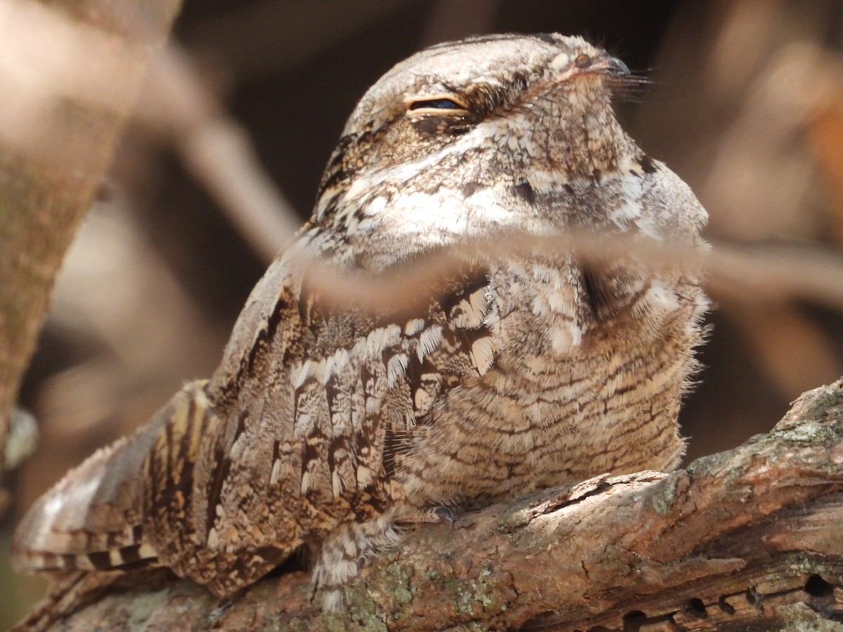 Eurasian Nightjar - ML391059171