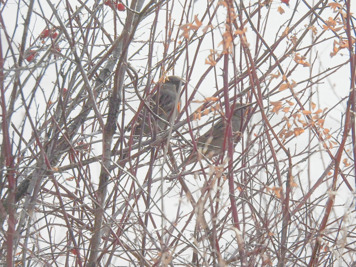 House Sparrow - ML391061881