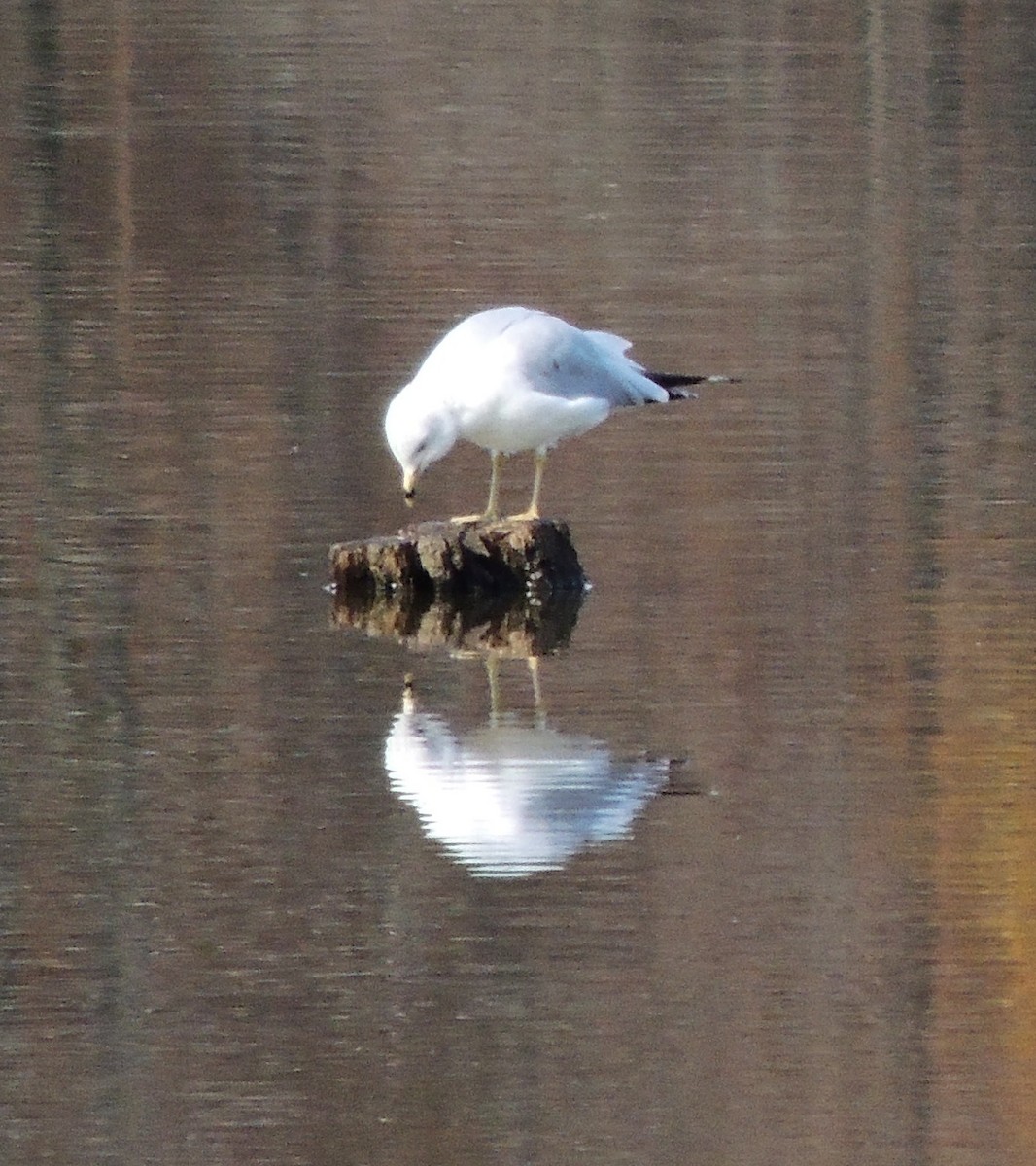 Ring-billed Gull - Ethan K