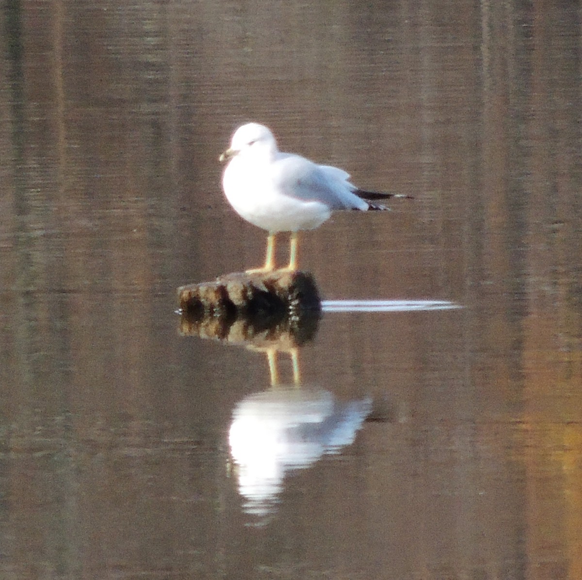 Ring-billed Gull - ML391062781