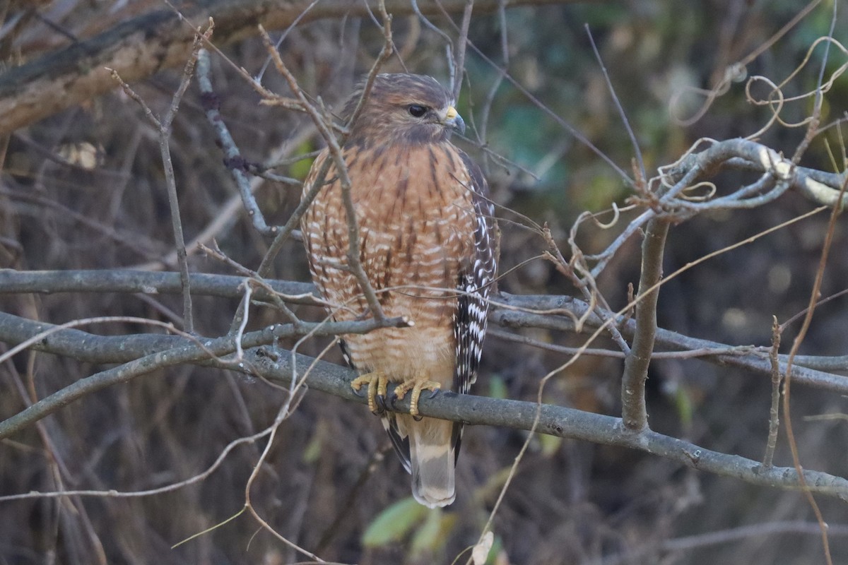 Red-shouldered Hawk - ML391063171
