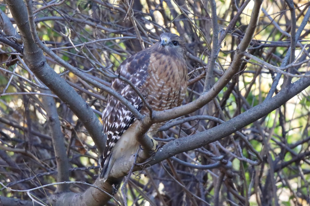 Red-shouldered Hawk - ML391063181