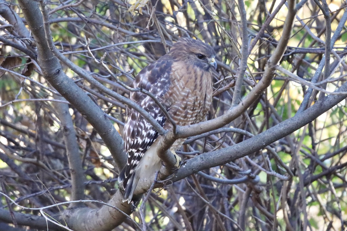 Red-shouldered Hawk - ML391063201