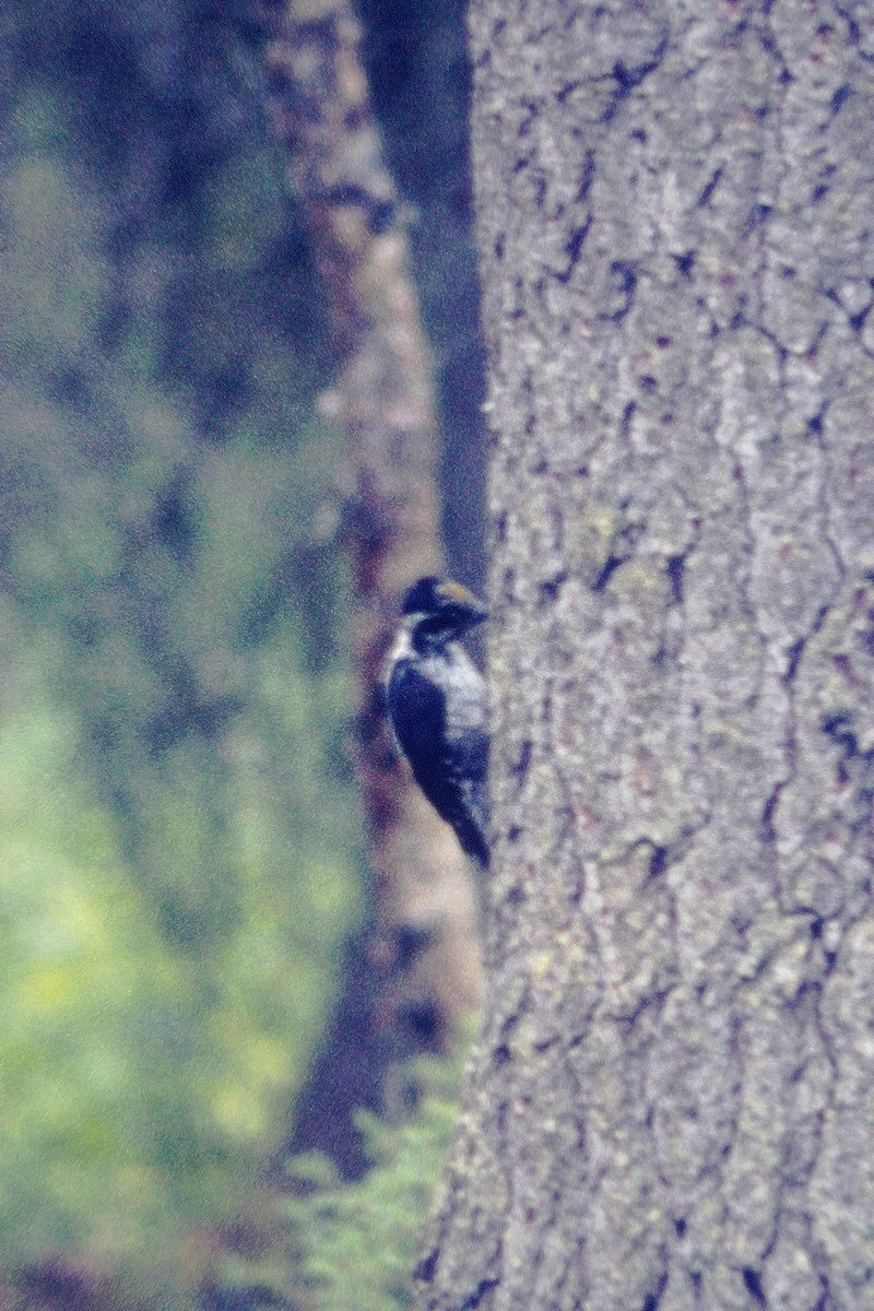 Eurasian Three-toed Woodpecker - ML391063601