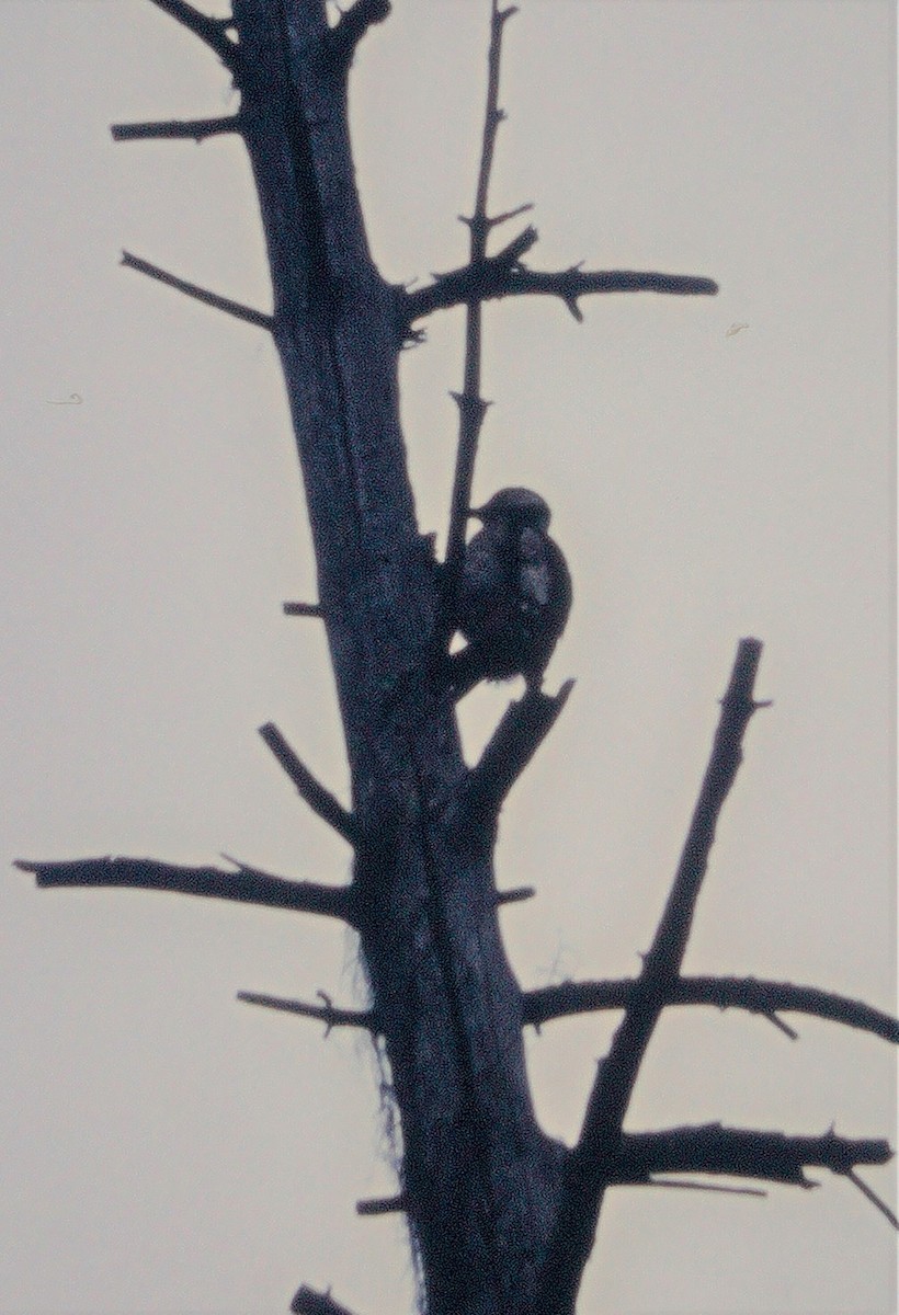 Great Spotted Woodpecker - ML391063731