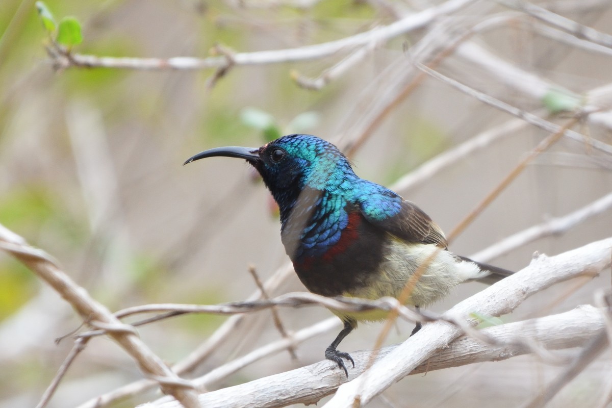 Souimanga Sunbird (White-bellied) - ML391065151