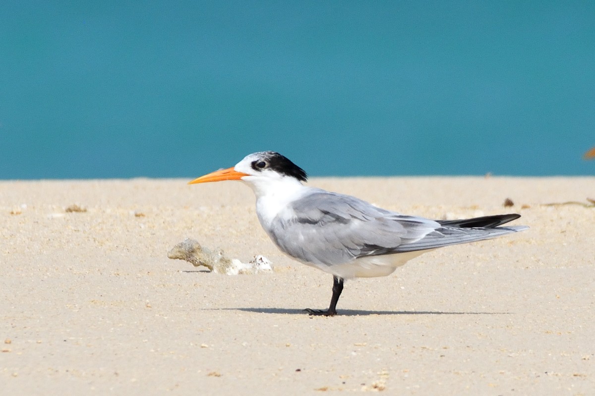 Lesser Crested Tern - ML391065751