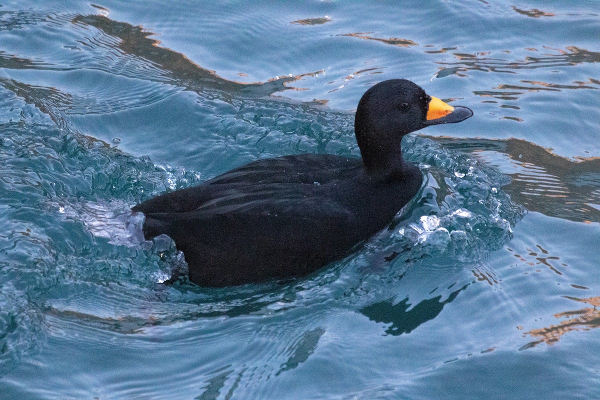 Black Scoter - Robin Corcoran