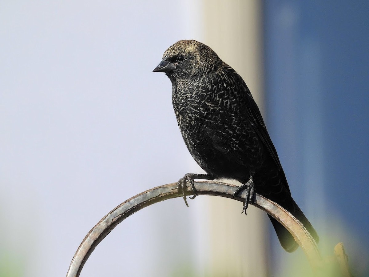 Red-winged Blackbird - ML391067141