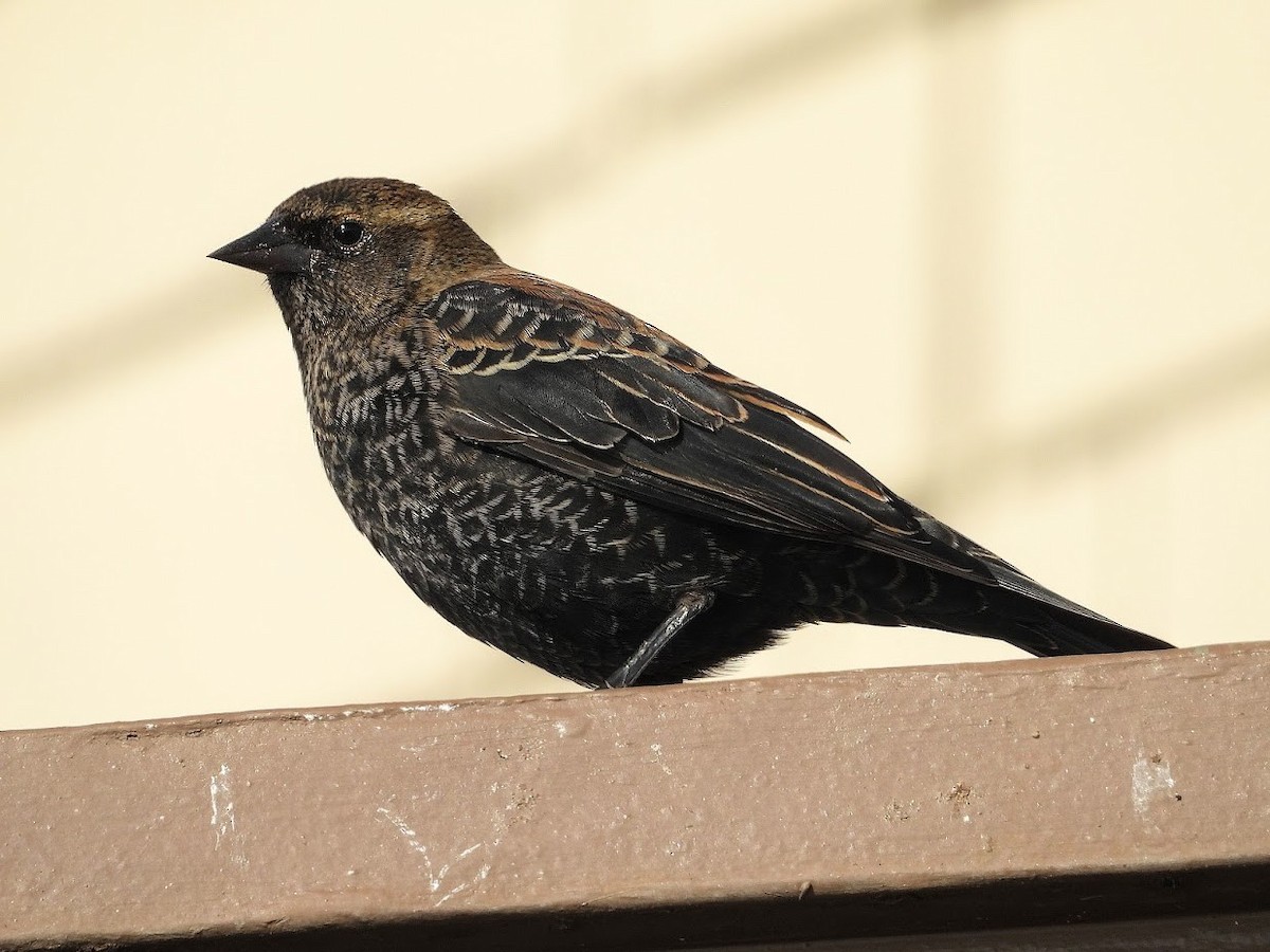 Red-winged Blackbird - ML391067151