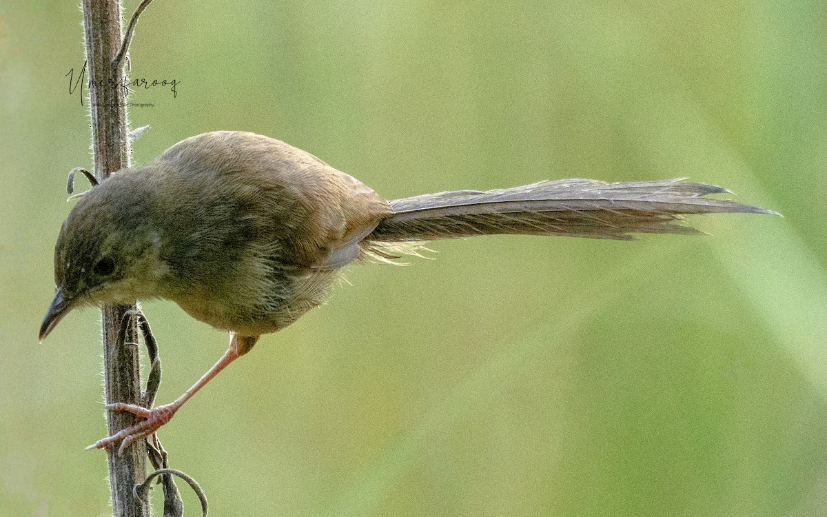 Himalayan Prinia - ML391068561