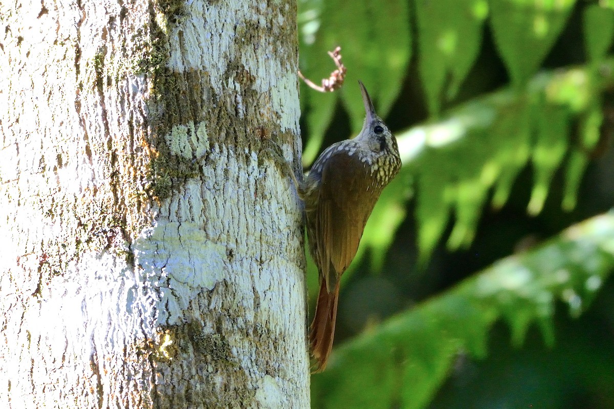 Lesser Woodcreeper - ML391069781