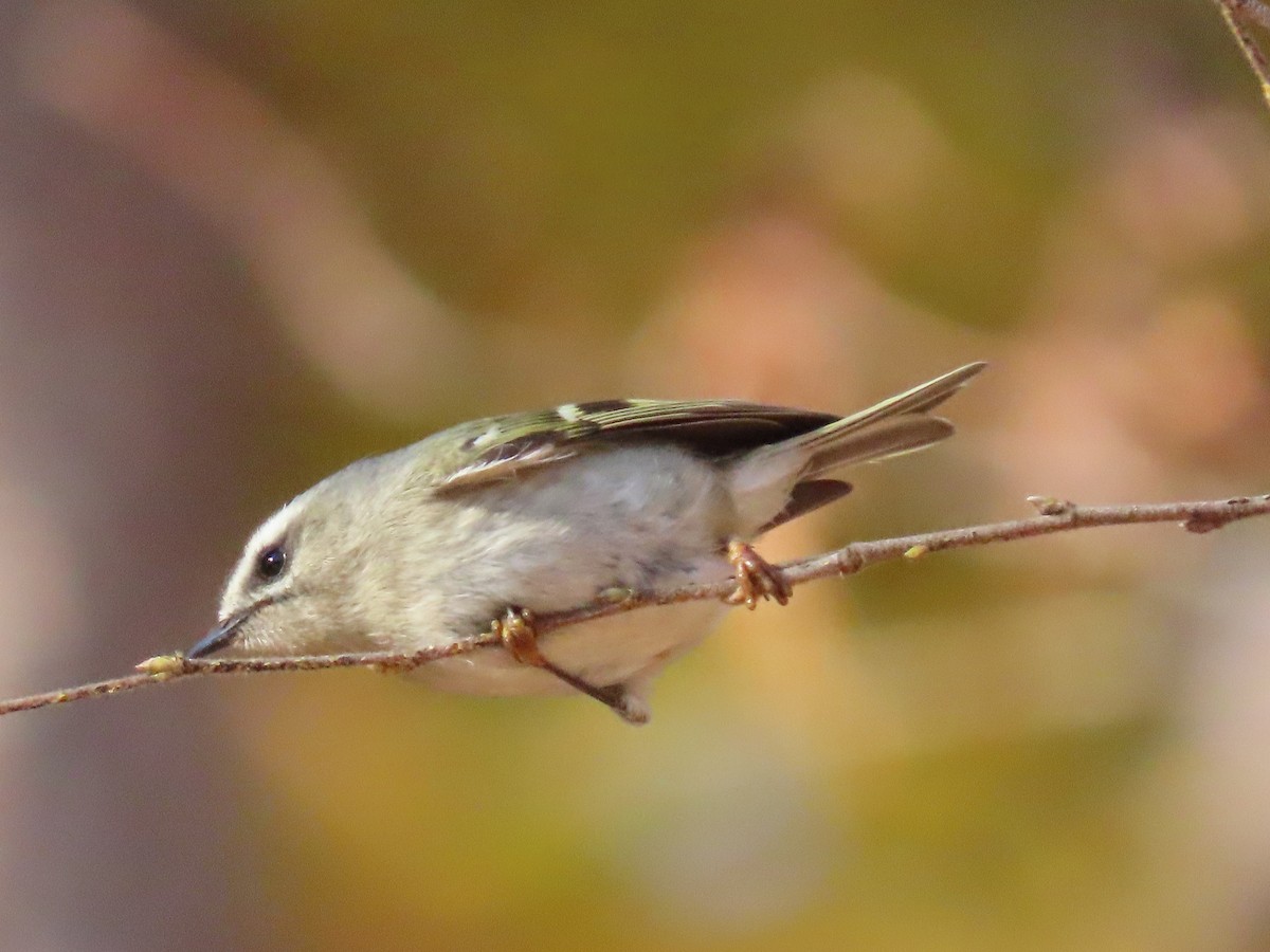 Golden-crowned Kinglet - Suzanne Roberts