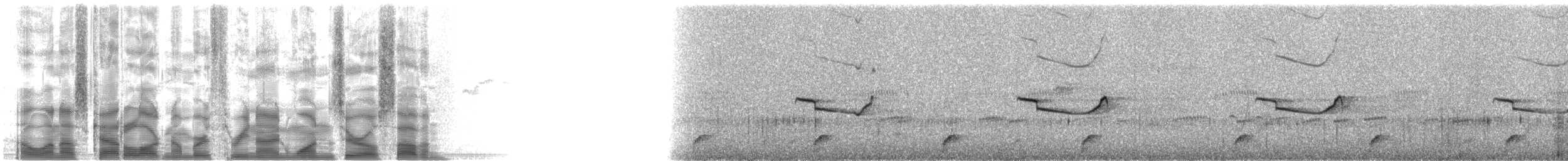 Breitspiegel-Nachtschwalbe (longirostris) - ML39107