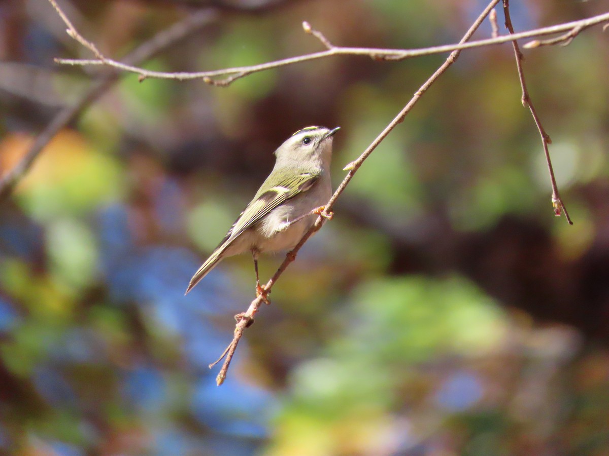 Golden-crowned Kinglet - Suzanne Roberts